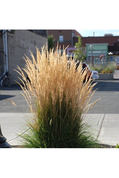 Вейник остроцветковый Овердам / Кунишник